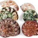 PPCLION Unstained Natural Hermit Crab Shells Pearl Turbo Seashell for Dcor, 3 Kinds 6 PCS Size 1.5" - 2", Opening 0.8-1" Hermit Crab Supplies