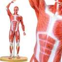 HADWYN 20" Human Muscle Model Miniature Muscular System Model, Human Muscular Figure Human Body Anatomy Model for Medical Physiology Teaching
