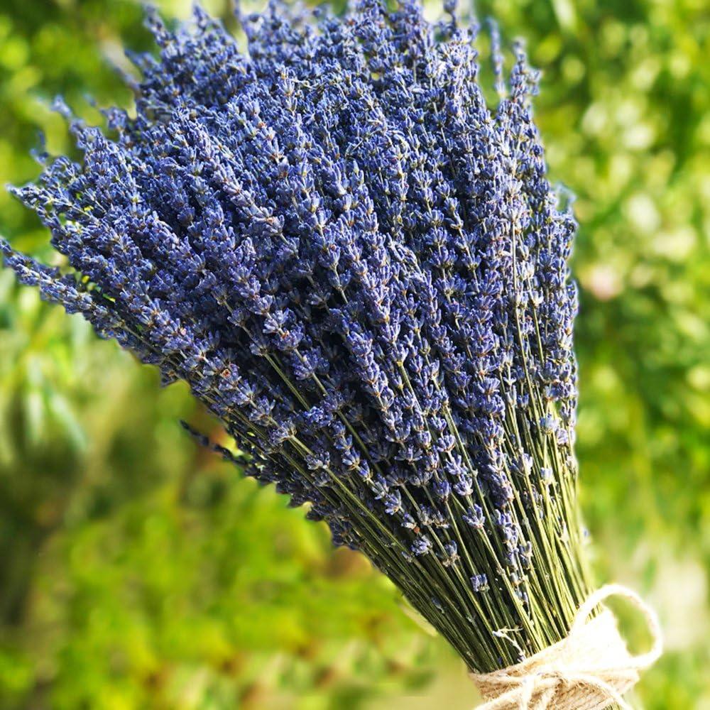 TooGet Lavender Dried Ultra Blue Bundles 200+ Stems (16" - 18" Long) for Home Decor, Crafts, Gift,Wedding or Any Occasion TooGet Lavender Dried Ultra Blue Bundles 200+ Stems (16" - 18" Long) for Home Decor, Crafts, Gift,Wedding or Any Occasion