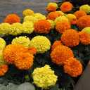 2 x Seeds Marigolds Sugar Mix Tagetes Annual Flowers for Planting