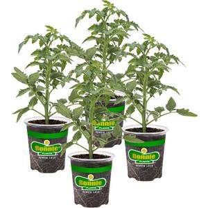 Bonnie Plants Arkansas Traveler Heirloom Tomato, Live Plant, 19.3 oz., 4-Pack