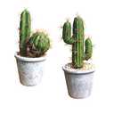 Fycooler Artificial Succulent Plants Faux Cactus Decorative Succulents Potted Fake Cacti with Gray Pots Artificial Cactus for Bathroom/Home Decor House Decorations(B Set)