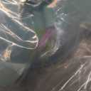 Catstages 2-in-1 Dart N’ Dash Electronic Feather Cat Toy, Motion-Activated, Ball Track Add-On, Blue