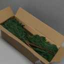 MERIXMAS 12 Pcs Artificial Norfolk Pine Branches - 19.7 Inch Norfolk Pine Stems - Indoor Outdoor Faux Christmas Greenery Plants Stems St Patricks Day Decor for Table Porch Window Stocking Stuffers