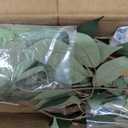 3ft Ficus Artificial Trees with Natural Curved Trunks, 36" Tall Lush Faux Tree for Home Decor Indoor, Green Lifelike Fake Ficus Tree Artificial Plants(Set of 2)