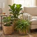3 Pcs Large Wicker Planter Basket with Handles, Seagrass Rattan Floor Planter Pots Set, Large Indoor Plant Covers (9.8", 11.8", 13.7") for Olive Tree, Snake Plant, Monstera & Houseplants