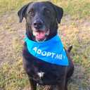 Max and Neo Dog Bandanas - We Donate 1 for 1 to Dog Rescues for Every Product Sold (5 Pack, Needs Space) (Red)