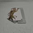 Okllen 20 Pack Clear Roll Cake Boxes with Portable Handles, 10.8" Lx4.3 Wx3.8 H Rectangle Bakery Cake Boxes, Pumpkin Swiss Roll Containers for Birthday Wedding