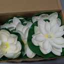 LACGO 24 PCS Water Activated Floating Lights - 6'' Waterproof Floating Lotus Light Battery Operated Artificial Floating Flowers for Pool Wedding Anniversary Garden Decoration(6 Inch, White)
