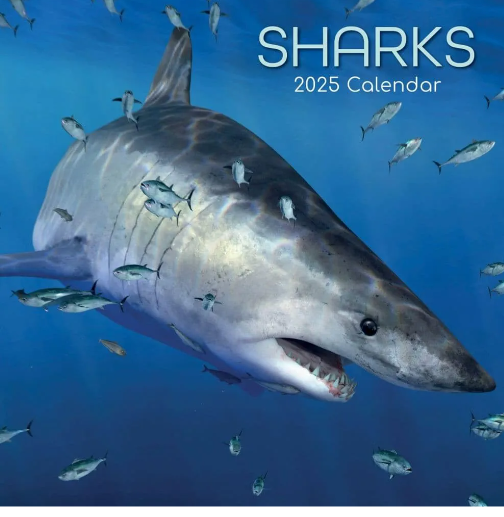 Gifted Stationary 2025 Square Wall Calendar, Sharks, 16-Month Animals Theme Hanging Calendar with 180 Reminder Stickers, Month Planner for Creative Spaces, 12x12 In