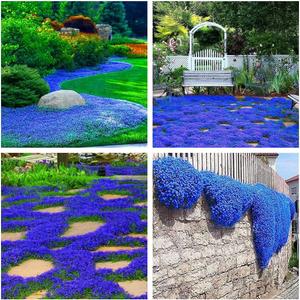 4 x Creeping Thyme Seeds for Planting - 21000+ Blue Creeping Thyme Seeds Non-GMO Perennial Flower Seeds Ground Cover Plant Landscaping, Easy to Grow (EXP 11/25/26)