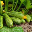 9 x 30+ Seeds Cocozelle Zucchini - Vegetable Green