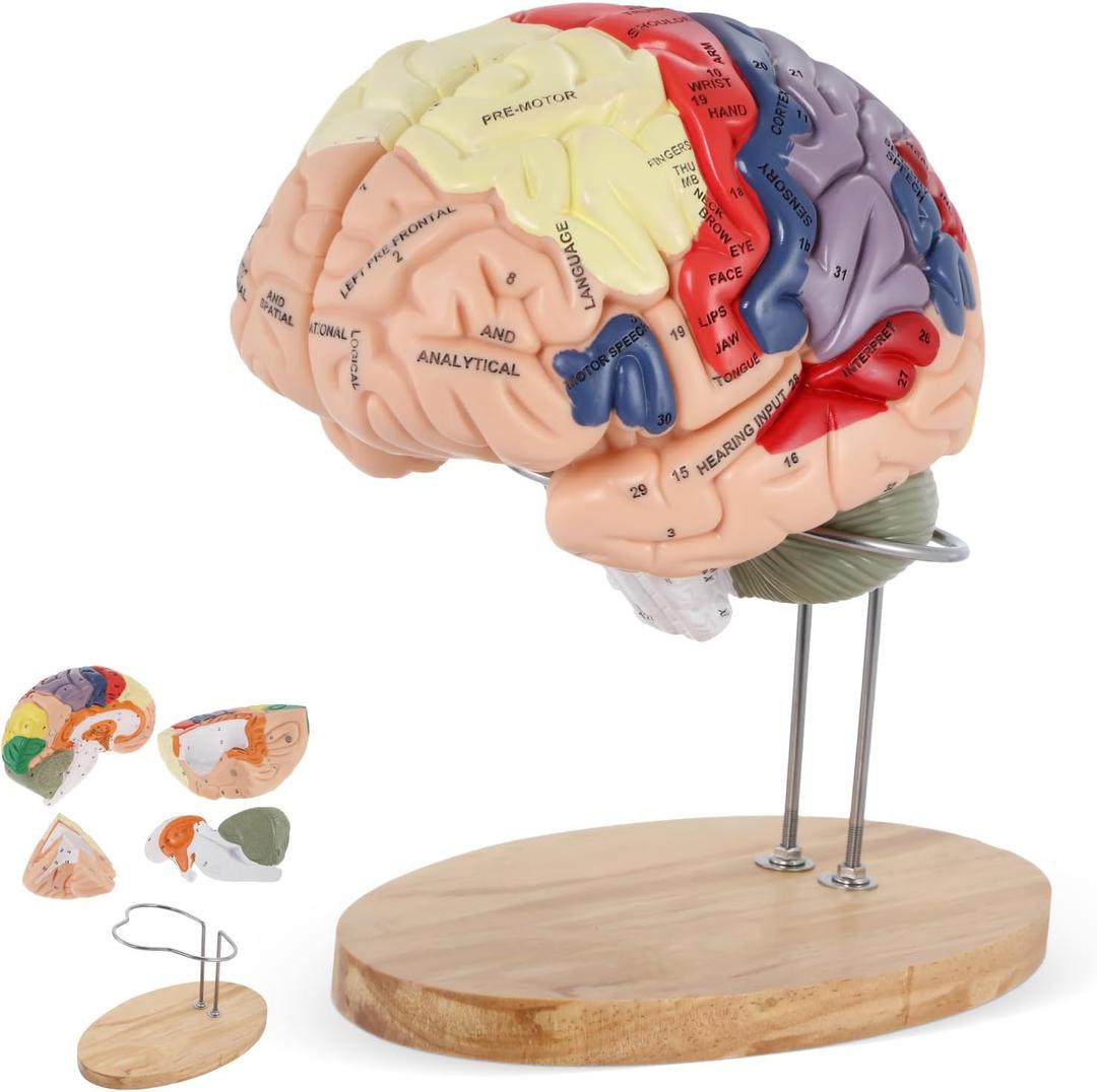 BEAMNOVA Human Brain Model, 2 Times Life Size, for Neuroscience Teaching, with Labels, Anatomy Model for Learning Science Classroom Study, Display Medical Model