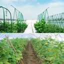 Green Polypropylene Garden Trellis Netting 6.5x100 ft, Heavy Duty Plant Support Net for Climbing Vegetables, Fruits & Flowers