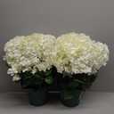 Artificial Hydrangea Bush 20 Inch Potted Faux Hydrangea Plant, UV Resistant Outdoor Hydrangea Artificial Plants for Front Porch, Garden, Patio & Indoor Decor