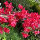 5.9 Ft Artificial Bougainvillea Flowers Garland Silk Bougainvillea Vines Faux Long Bougainvillea Vines for Wedding Arch Wall Decorations Centerpieces Table Runner (Fuchsia - Pack of 2)