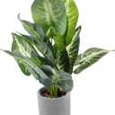 Elegant Plastic Bonsai Fake Plant Bonsai Easy Care Artificial Indoor Plant