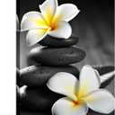 LYUNSHUO Zen Wall Art,Black and White Picture Canvas Print Spa Stone Painting Frangipani Flower Poster Minimalism Artwork for Spiritual Room Bathroom Living Room Office Home Decor(Art-5,16.00"x24.00")