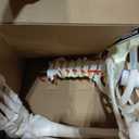 NLShan Human Skeleton Model for Anatomy -Life Size Anatomical Skeleton Medical Model with Nervous System 70.8 in with Rolling Stand for Study and Display Colorful Posters