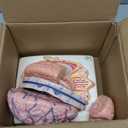 EVOTECH SCIENTIFIC Human Brain Model w/Arteries, 7 Parts Life Size Anatomy Brain Model on a Base Show Horizontal Plain Through Eyeball Level for Science Classroom Study Display, Manual Included