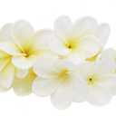 Winterworm Bunch of 10 PU Real Touch Lifelike Artificial Plumeria Frangipani Flower Bouquets Wedding Home Party Decoration (Yellowish White)