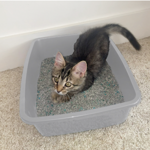 Van Ness Cat Pan (Medium, Gray)