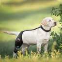 CHAMIN Adjustable Dog Knee Brace for Torn ACL Hind Leg, Support for Tear Ligament, Osteoarthritis, Rear Leg Limp, Recovery After Surgery,et(Right Leg,L)