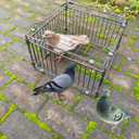 Bird Trap Cage Pigeon Quail Chicken Outdoor Trapping Live Small Bird Trap, 23.6"L*15.7"W*10"H