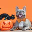 2 x Halloween Dog Collar, Pet Collar Bow Pumpkin Collars Girl Boy Holiday Pet Collar Gift Bow Cute Soft Puppy Collars for Medium Dogs (Medium (Pack of 1))