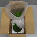 MyGift Tabletop Artificial Grass Plants Decorative Faux Greenery Plant Potted in Modern Cylindrical Black Cement Pots, Set of 2