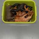 Safari Animal Toys Figures, 12 PCS Realistic Jumbo Wild Jungle Animals Figurines, Large African Zoo Animal Playset with Lion, Elephant, Giraffe, Plastic Animal Learning Toys for Kids Toddlers Boys