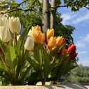 Artificial Fake Flowers for Spring Summer Outdoor Decoration,6 Bundles Shyshining Realistic UV Resistant Silk Fabric Colorful Tulip Faux Plants for outside Planter Home Porch Patio Decor(White Orange)