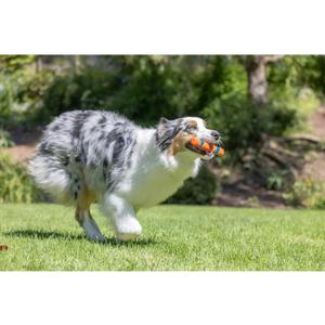 Ultra Fetch Stick Durable Rubber Medium Dog Toy - Performance Toys Are Designed With You And Your Dog In Mind. Try Our Full Range Of Interactive Indoor And Outdoor Dog Toys Including Tumblers, Flyers Ultra Fetch Stick Durable Rubber Medium Dog Toy - Performance Toys Are Designed With You And Your Dog In Mind. Try Our Full Range Of Interactive Indoor And Outdoor Dog Toys Including Tumblers, Flyers