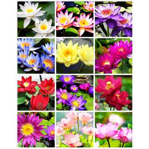 35 pcs Bowl Lotus Seeds Mixed Water Lily for Planting Water Features Bonsai (EXP 08/11/26)