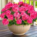 Artificial Geraniums Flowers for Outdoors Summer Decor, 4 Bundles UV Resistant Fake Geraniums Flowers Silk Faux Plants for Home Planter Gardens Table Patio Porch Indoor Spring Cemetery Decor(Pink)
