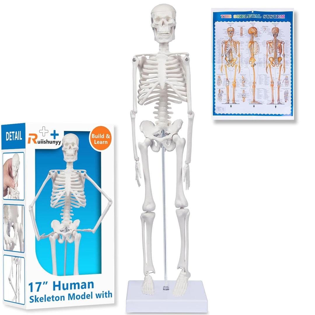 Human Skeleton Model for Anatomy: 17"H Mini Human Body Model with Movable Arms, Legs & Sturdy Stand, Scientific Bone Model for Teaching & Simpl Display