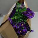 Artificial Fake Hanging Flowers Plants Basket for Outdoors Spring Decoration, Realistic Faux Silk Morning Glory for Outdoor Planters UV Resistant Artificial Flowers for Outside Porch Garden, Purple