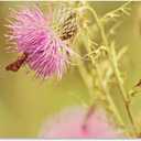 Trademark Fine Art Skipper on Pink Thistle Canvas Wall Art by Lois Bryan, 30 by 47-Inch (47L" x 30W")
