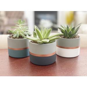 Assorted Nordic Cement Succulent Pots 3.5" Planters with Drainage | 3 Pack