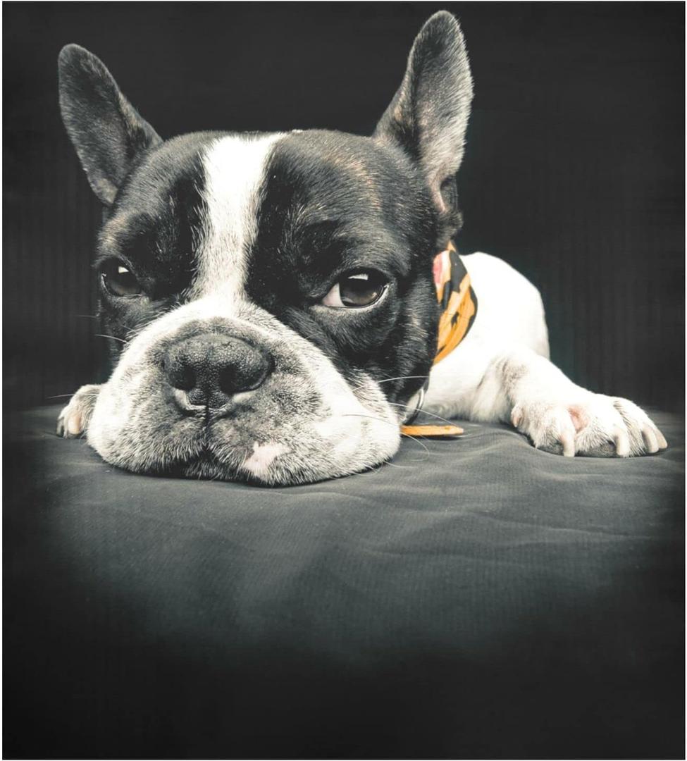 Naanle Dishwasher Magnet Cover Animal French Bulldog Front Dishwasher Cover Magnetic Home Cabinet Decals Appliances Stickers Refrigerator Decorative 23" x 26" (Multi02)