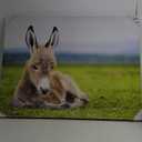 Animals Baby Donkeys Canvas Poster Bedroom Decor Sports Landscape Office Room Decor Gift,Canvas Poster Wall Art Decor Print Picture Paintings for Living Room Bedroom Decoration 30x40