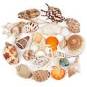 24 PCS Large Sea Shells Mixed Ocean Seashells Starfish Conch Various Sizes Natural Seashells for Fish Tank Beach Themed Party Home Bathroom Wedding Decorations DIY Crafts
