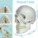 HADWYN 2026 New Human Skull Model, Life Size Medical Anatomy Anatomical Adult Model with Removable Skull Cap and Articulated Mandible, Full Set of Teeth