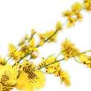 Exotic dried flower bouquet Realistic Yellow Orchid Stems, Artificial Plants, Suitable For Vase Bouquet Fillers, Indoor And Outdoor, Home Flower Decoration Arrangements Porch decoration, bedroom decor