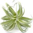 2 PCS Artificial Succulents Plants Real Touch Lifelike Succulants Plants Faux Greenery Plants Garden DIY Home Office Decoration Ornament (Flocking Air Plant)