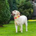 Maca Bates Dog Collar and Leash Set, Adjustable Solid Dog Collar and Leash for Small Medium Large Dog with Golden Metal Buckle (set-peach red)