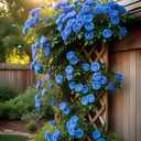 10 x Climbing Rose Seeds for Planting - 300+ Mix Climbing Rose Rosa Bush Vine Climbing Flowers Seeds