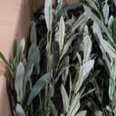 5FT Olive Trees Artificial Indoor, Faux Olive Tree with White Planter | Colored olives,Realistic Natural Wood Trunk, Lifelike Leaves, Fake Olive Tree for Home Office Living Room Decor Gift