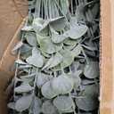 lovemoon 130 Pcs Artificial Mixed Eucalyptus Stems Bulk, 5 Kinds of Faux Greenery Eucalyptus Leaves Bulk for Vase Wedding DIY Bouquets Floral Arrangement Home Decor (130, Green)