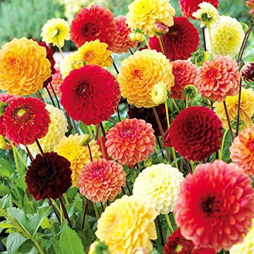 3 x Seeds Dahlia Pompon Mix Annual Beautiful Flower Non GMO